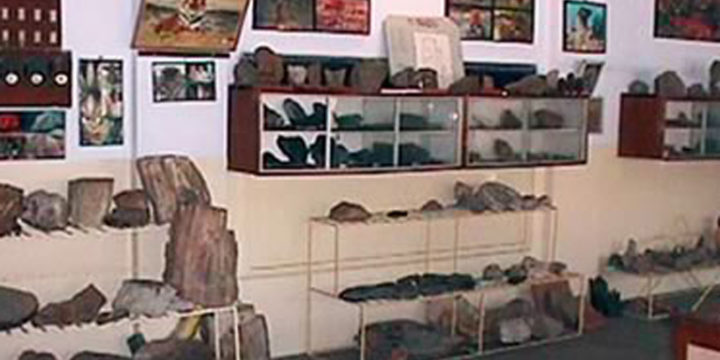 FOSSIL COLLECTION